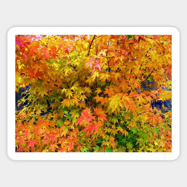 Orange and yellow leaves